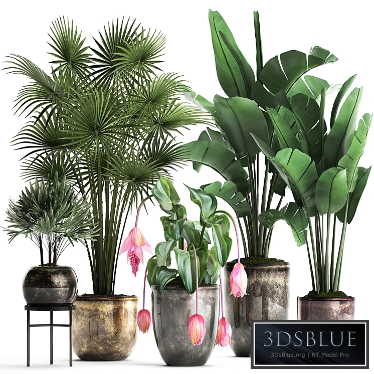Plant Collection 373. Exotic plants, fan palm, banana, rapis, strelitzia, bush, luxury pot, flowerpot, decor, Raphis palm
