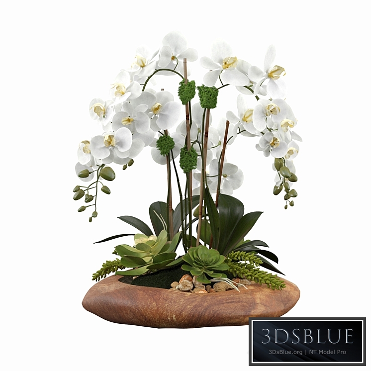 Phalaenopsis Silk Orchids