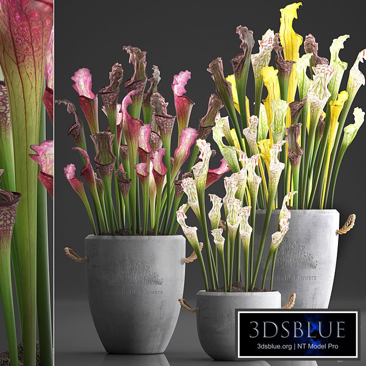 Plant Collection 377.Sarracenia, concrete pot, flowerpot, exotic flowers, indoor plants