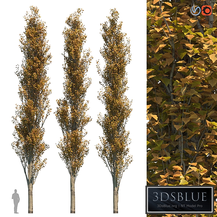 Poplar Pyramidal 15m Autumn