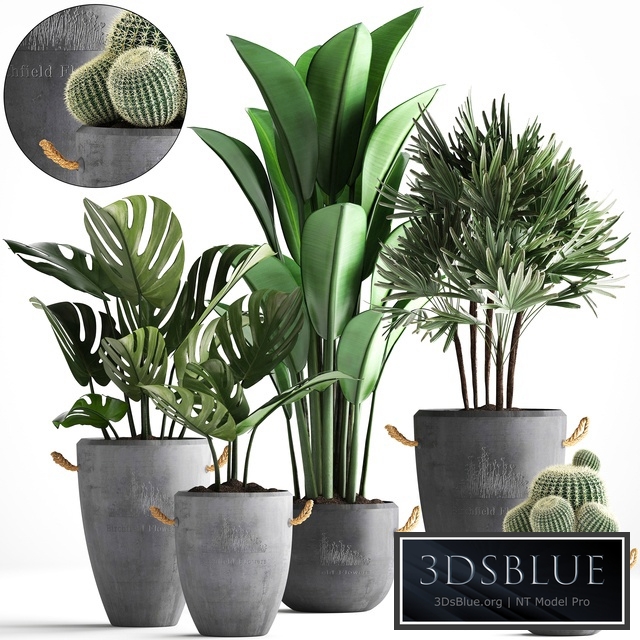 Plant Collection 378. Monstera, banana, rapis palm, cactus, pot, flowerpot, exotic plants, concrete, outdoor, exotic, Raphis palm, strelitzia