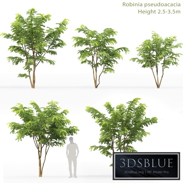 Robinia Pceudoacacia