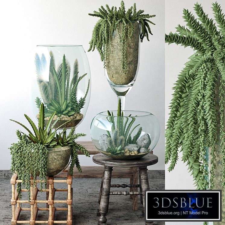 JC Small Garden in Glass Bowls