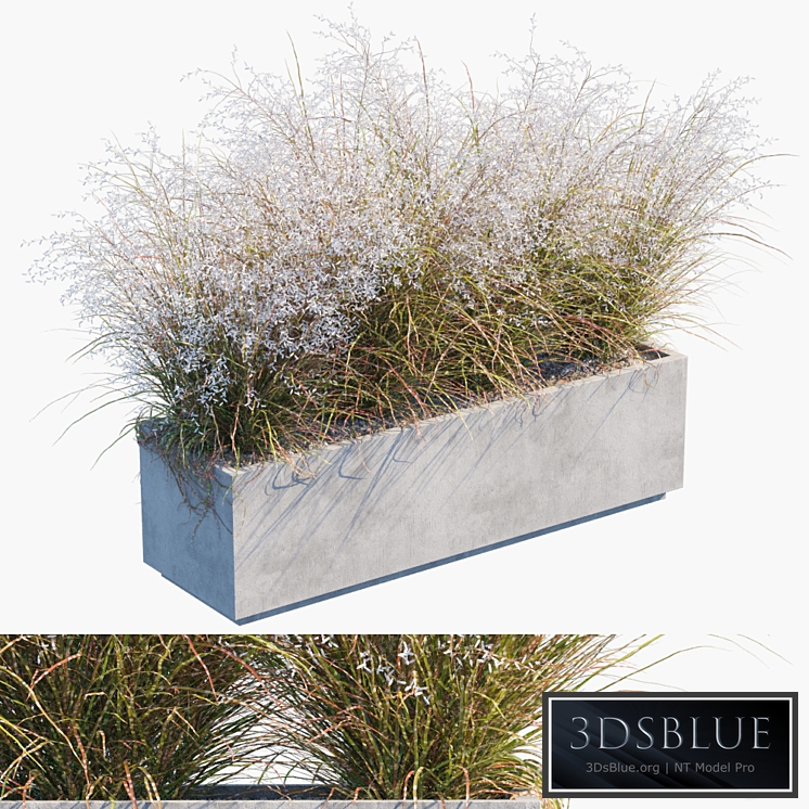 Plant in pots # 24: Miscanthus flowering