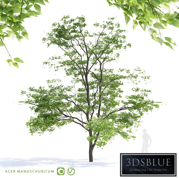 Maple tree Manchu | Acer mandschuricum v2