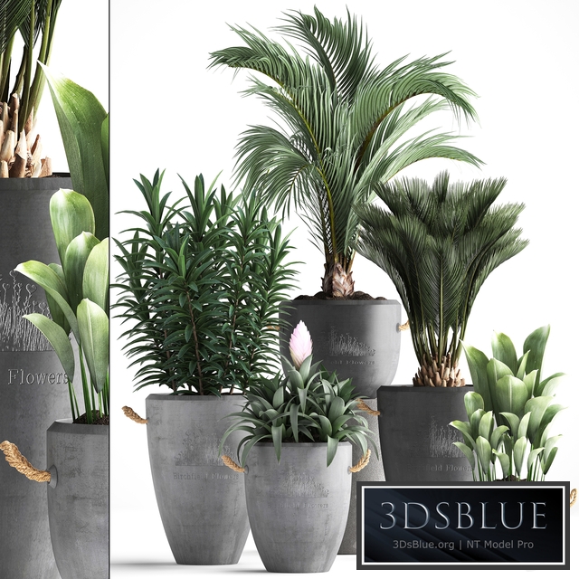 Plant Collection 379. Concrete pot, ornamental palm tree, bromeliad, date palm, oleander, indoor plants, outdoor, bushes, interior, exotic