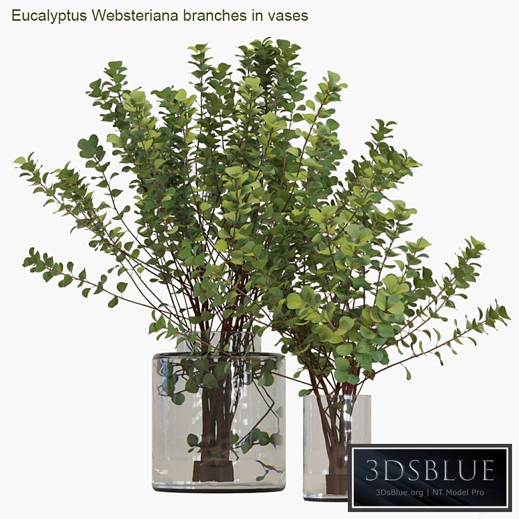 Eucalyptus Websteriana branches in vases # 2