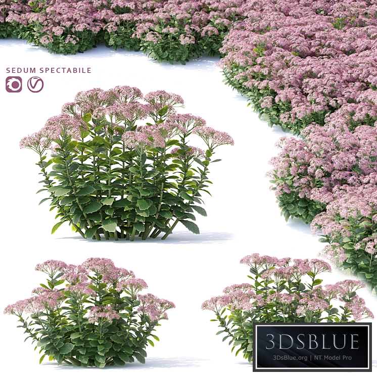 Sedum prominent Flowers | Sedum spectabile