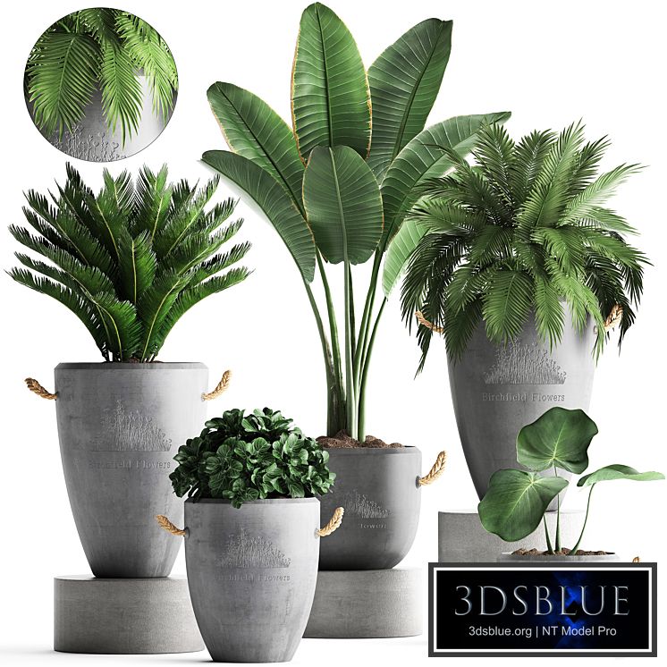 Plant Collection 381. Banana palm, Cycas, palm tree, exotic plant, outdoor, concrete flowerpot, strelitzia, bushes