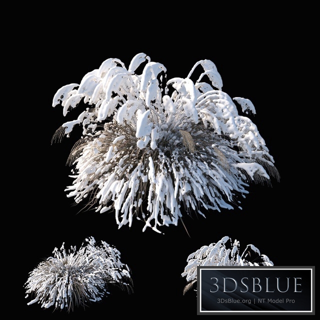 Miscanthus sinensis winter model