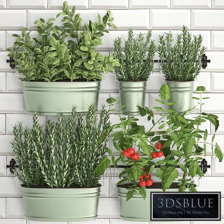 Plant Collection 384. Kitchen garden, kitchen garden, kitchen apron, tiles, vegetables, herbs, tomatoes, rosemary, basil, railing