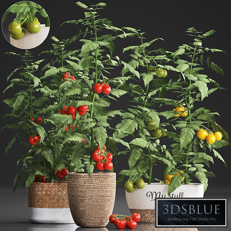 Plant Collection 385. Tomato. Kitchen garden, kitchen garden, vegetables, tomatoes, pots, kitchen greens