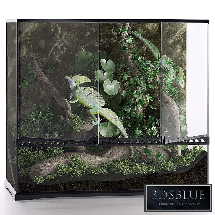 Terrarium, Basilisk