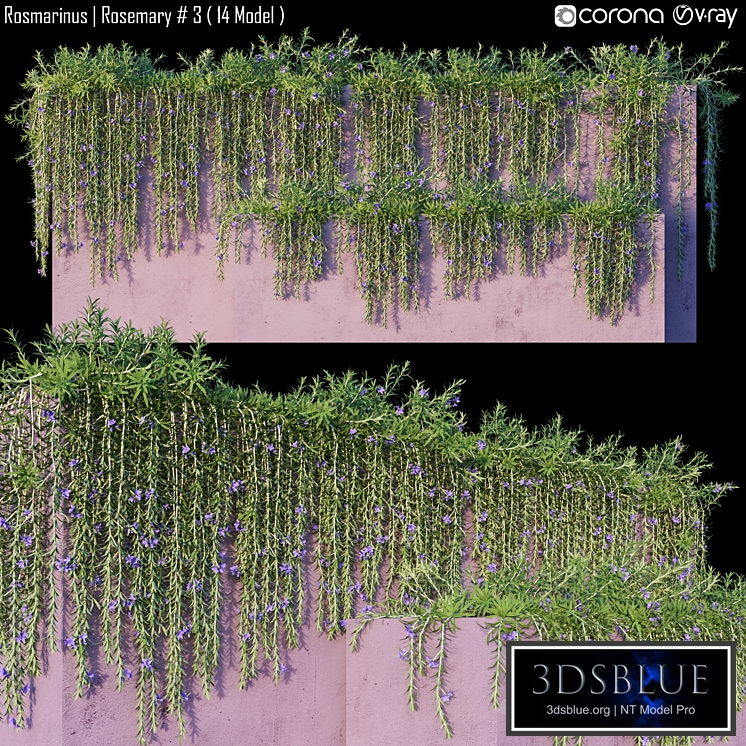 Rosmarinus | Rosemary # 3 (14 Model)