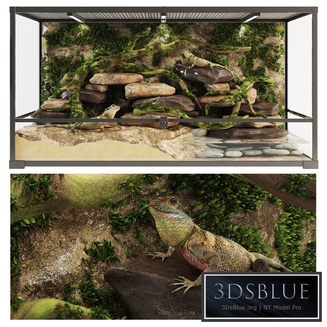 Terrarium Agama
