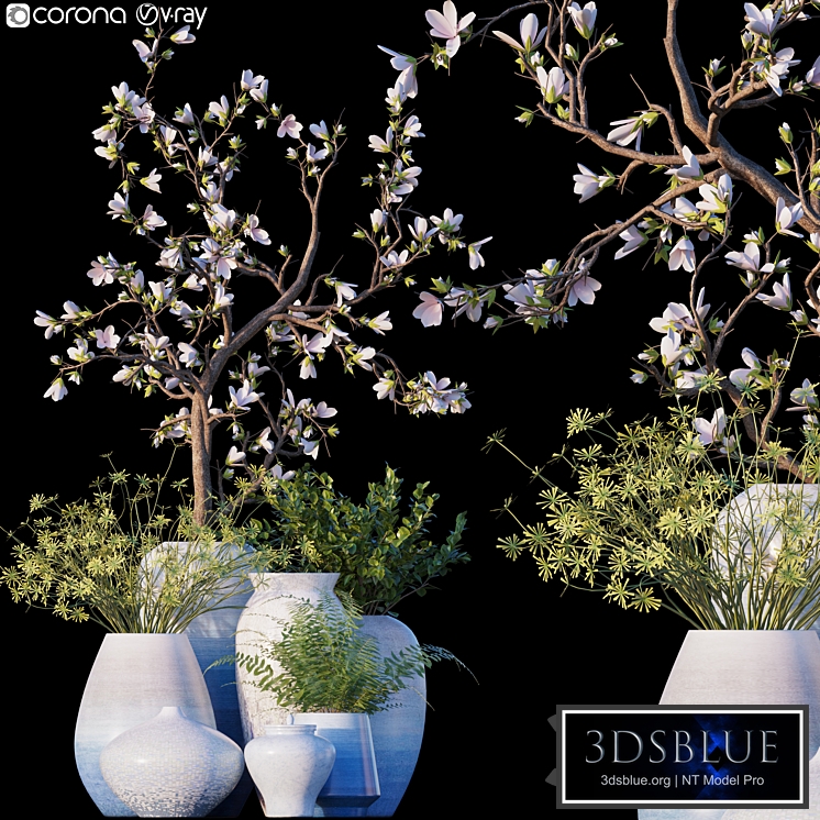 Magnolia / Microsorum pteropus