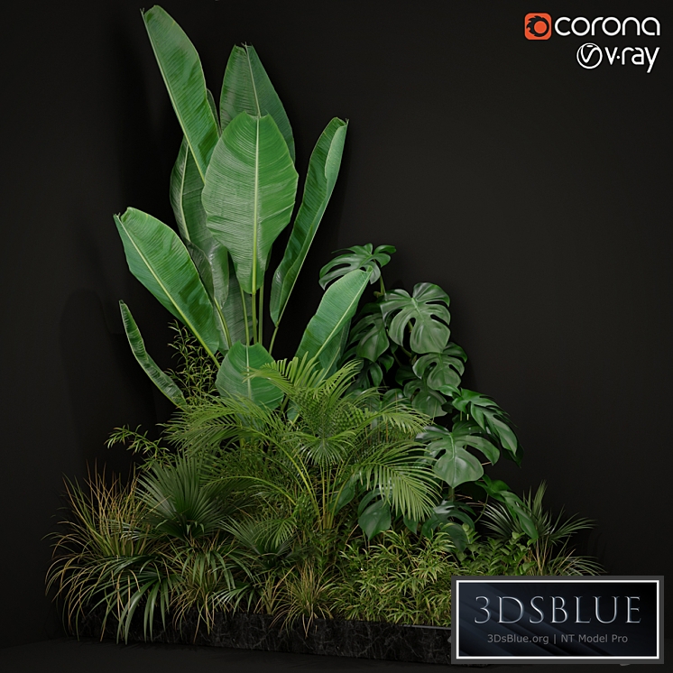 Plants collection 196