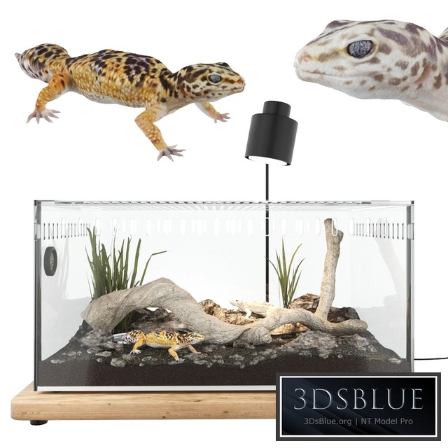 Terrarium with geckos