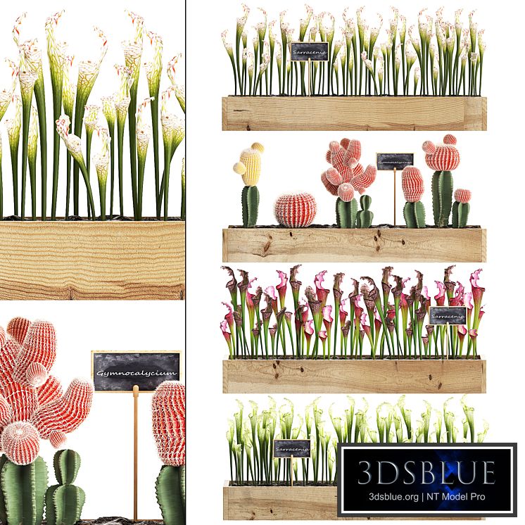 Vertical gardening. 44. Shelf with flowers, cactus, Sarracenia, Gymnocalycium, indoor plants, eco design, phytowall, desert plants