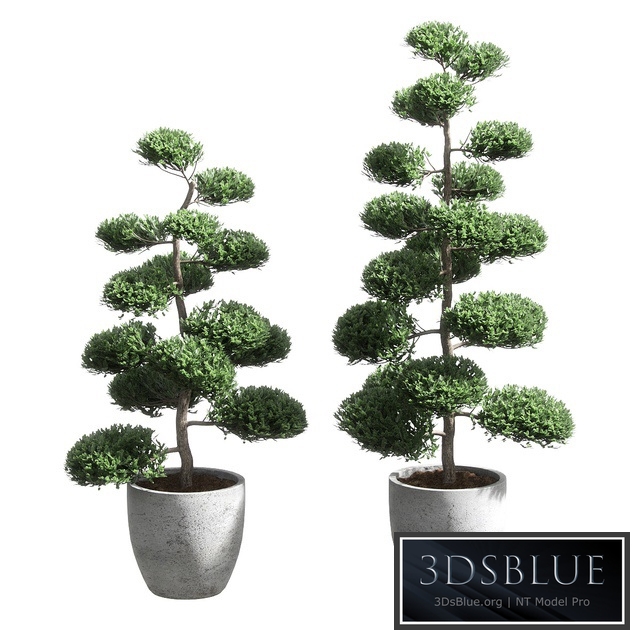 Bonsai with spherical branches. 2 models