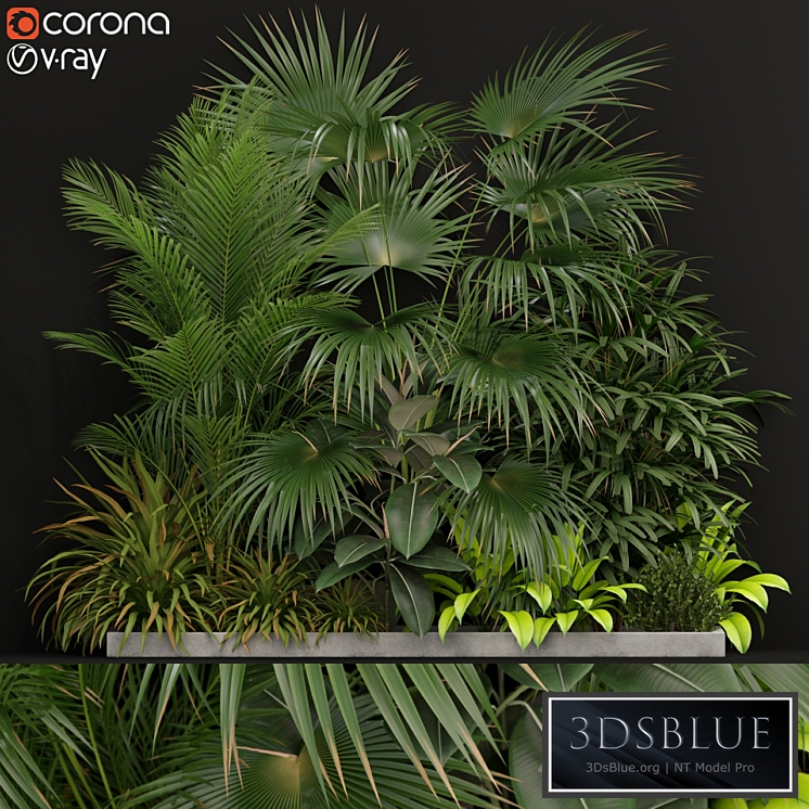 Plants collection 197