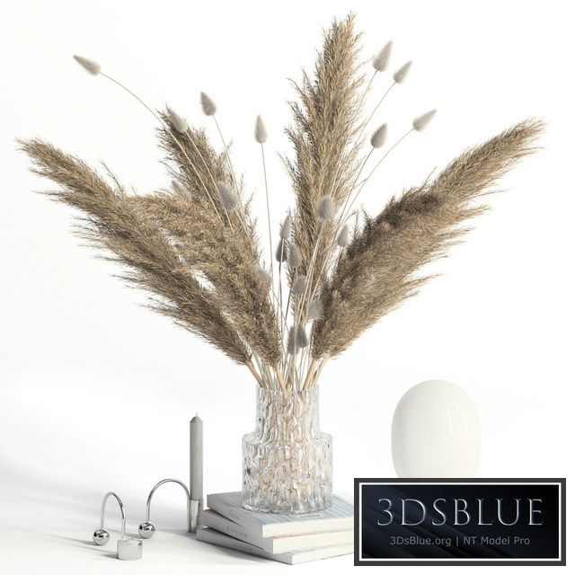 Lagurus, pampas grass and Co