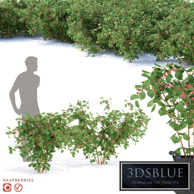 Raspberry bushes | Raspberries