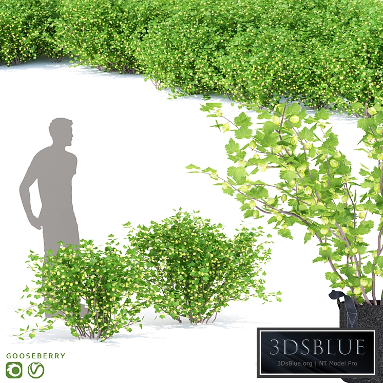 Gooseberry bushes | Gooseberry