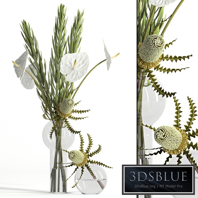 Banksia, anthurium and Leucadendron