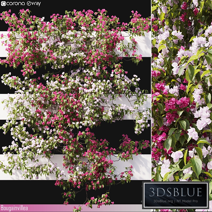 Bougainvillea 06