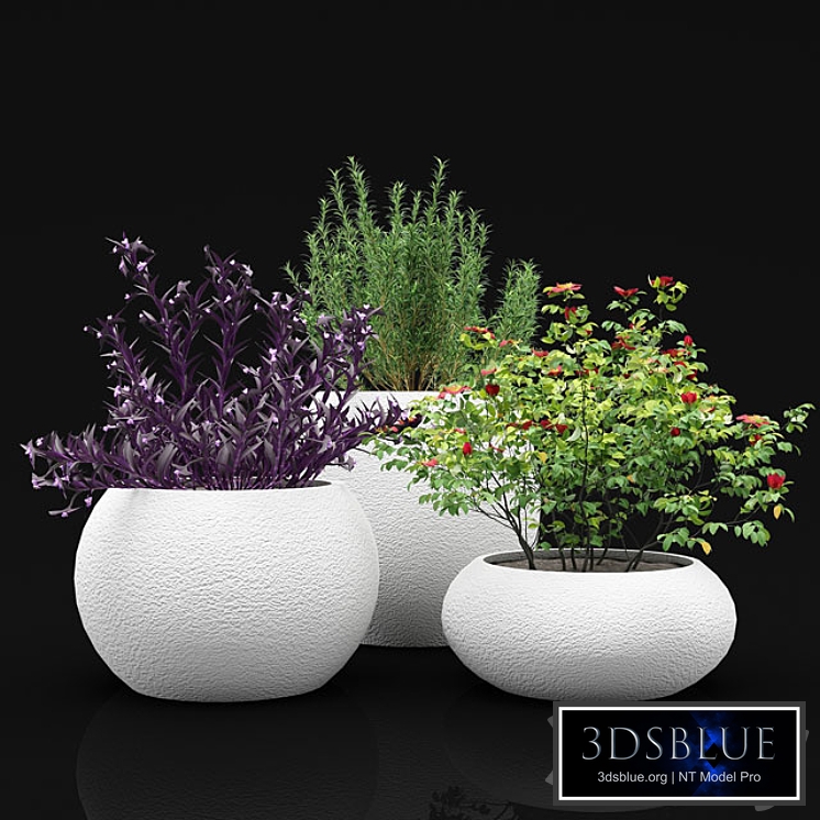 Outdoor plants bushes in flower pots