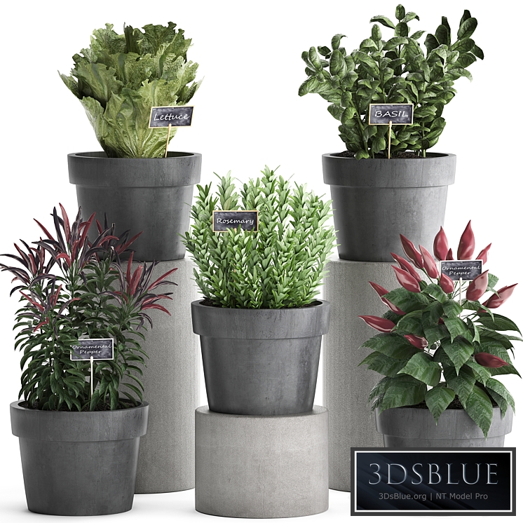 A collection of plants 391. Greens for the kitchen. Greenery for kitchen, kitchen garden, kitchen garden, rosemary, pepper, herbs, vegetables, eco design, lettuce, pots