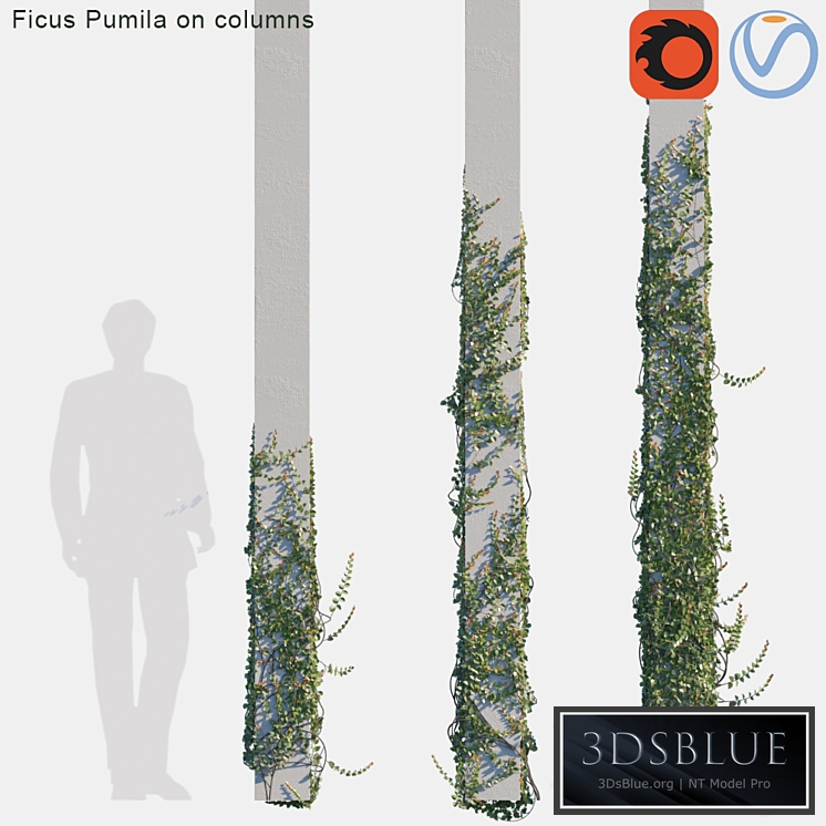 Ficus Pumila on columns # 2