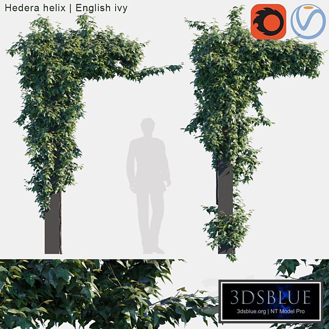 Hedera helix | English ivy on collums