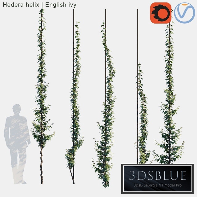 Hedera helix | English ivy vertical cordon