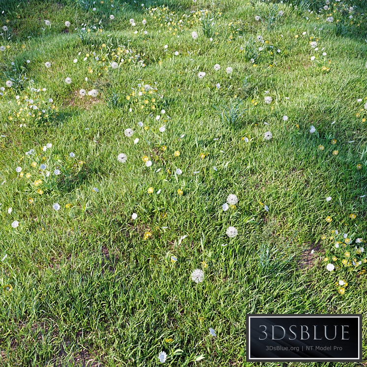 grass_for_landscaping_set03