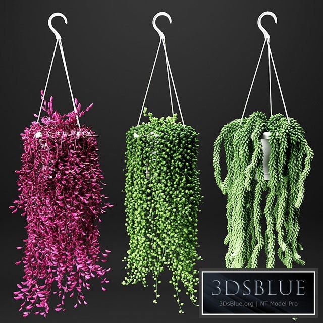 Set of hanging plants in hanging flower pots