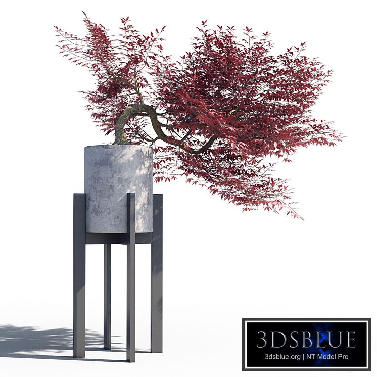 Japanese maple pot 3