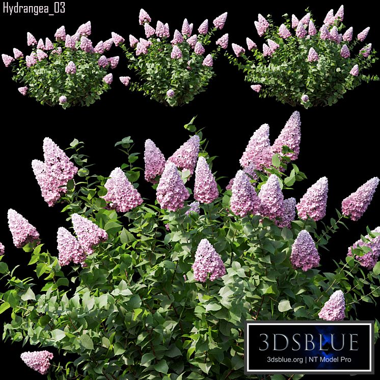 Hydrangea 03