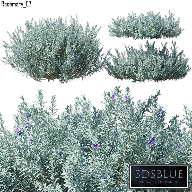 Rosmarinus | Rosemary # 7 (3 Model)
