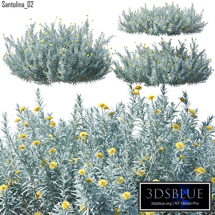 Santolina