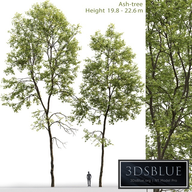 Ash-tree # 6 (19.8-22.6m)