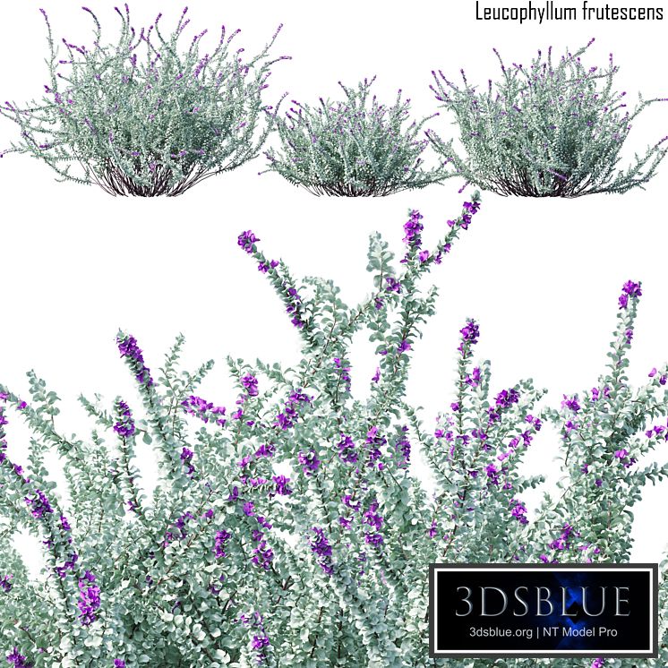 Heavenly cloud sage | Leucophyllum frutescens # 2