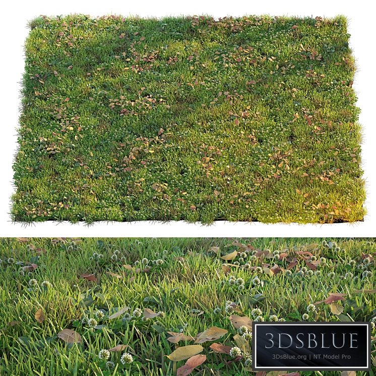 Lawn with clover and dry leaves