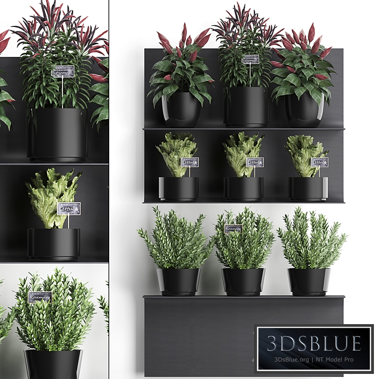 Vertical gardening. 51 Kitchen garden, vegetable garden, vegetables, pepper, rosemary, herbs, black metal shelf, loft, eco design, phytomodule, phytowall, pots