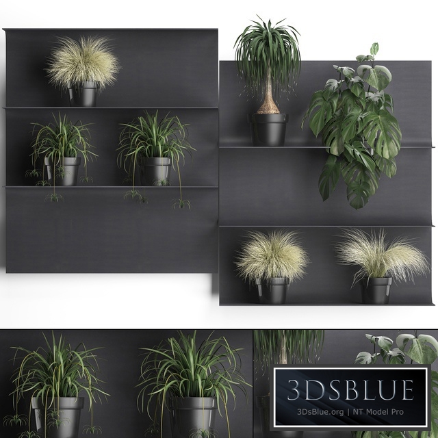 Vertical gardening. fifty, Black metal shelf, shelf with flowers, loft, monstera, grass, Chlorophytum, dracaena