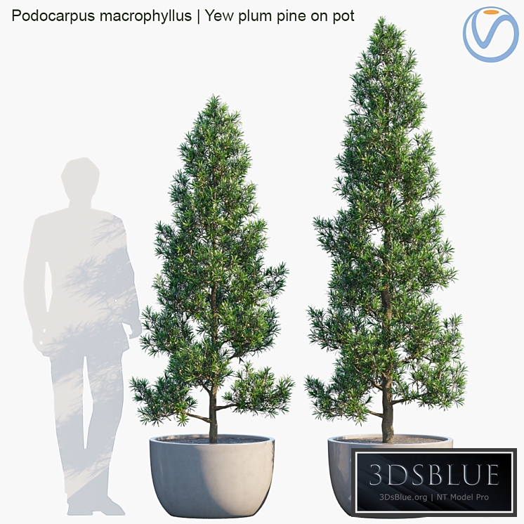 Plant in pots # 32: Yew plum pine.