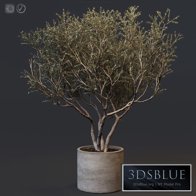Plant set 02 - European olive