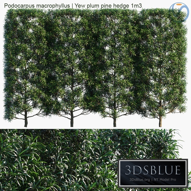Podocarpus macrophyllus | Yew plum pine hedge 1m3