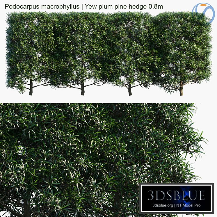 Podocarpus macrophyllus | Yew plum pine hedge 0.8m